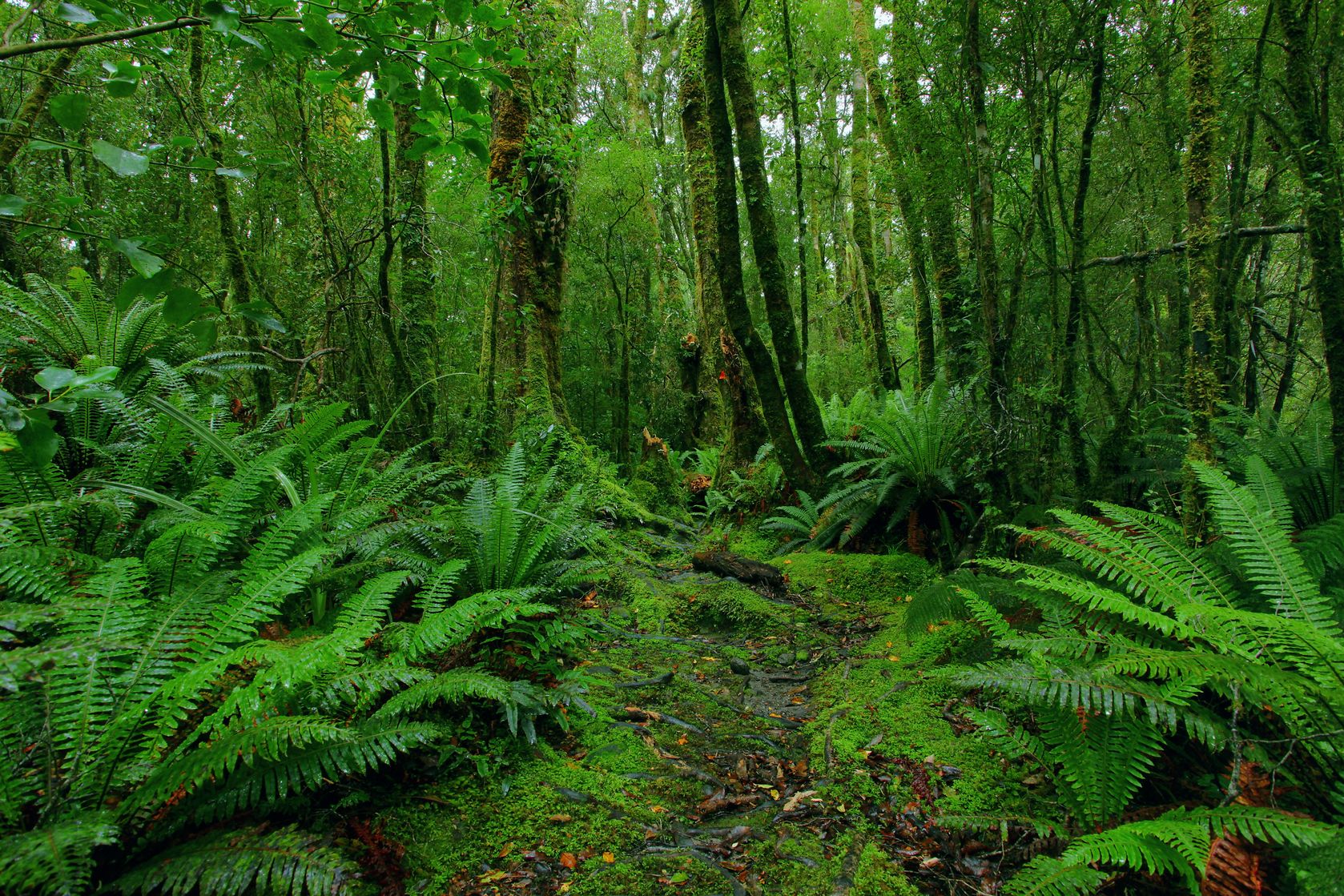 Растения характерные для субтропических лесов. Субтропические широколиственные леса. Гемигилеи Южной Америки. Субтропические леса Евразии.